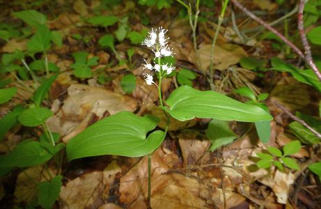 Zweiblatt-Schattenblümchen (Maianthemum bifolium) - © Philipp Sengl